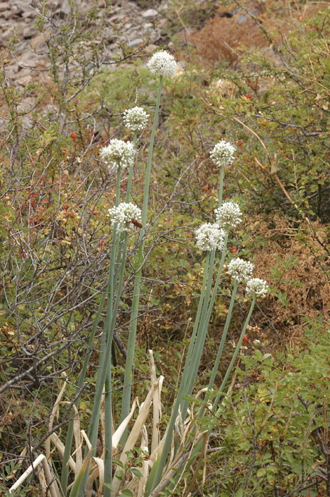 Image of Allium galanthum specimen.