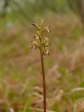 Corallorhiza trifida