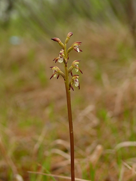 Изображение особи Corallorhiza trifida.