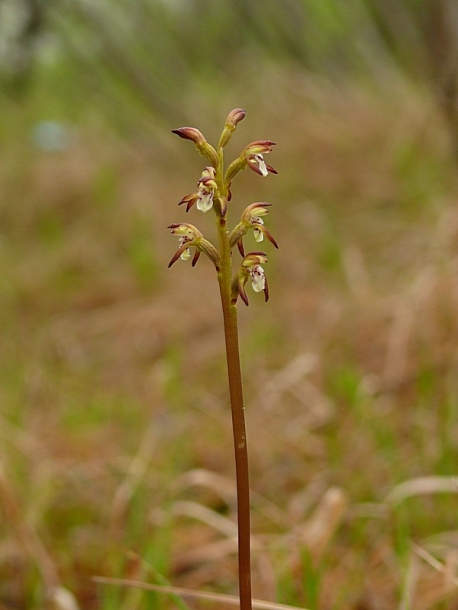 Image of Corallorhiza trifida specimen.