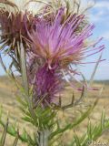 Lamyra echinocephala