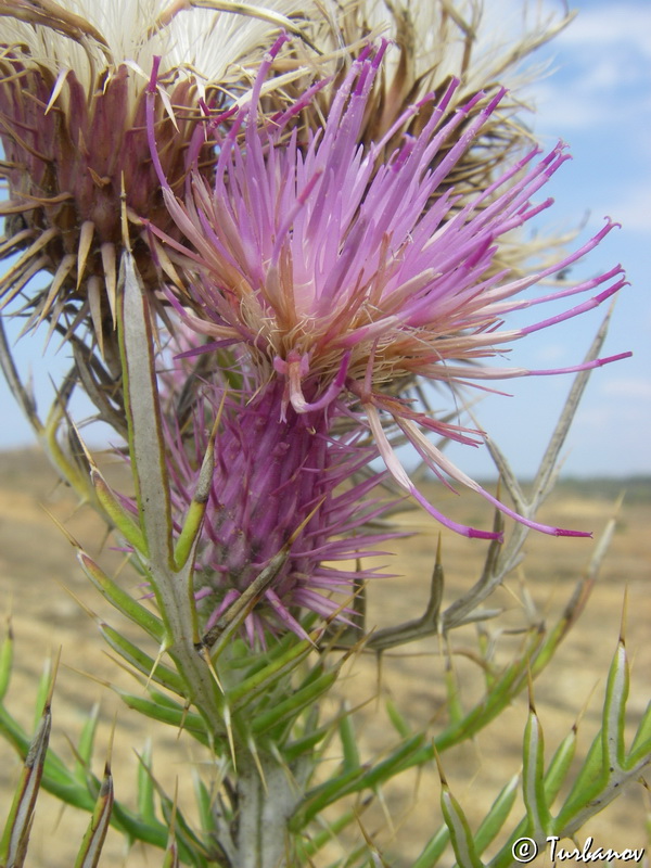 Image of Lamyra echinocephala specimen.