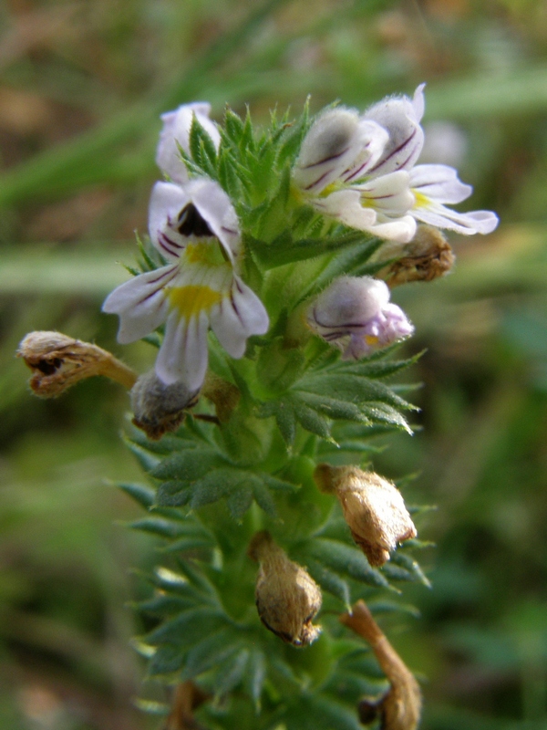 Изображение особи Euphrasia pectinata.