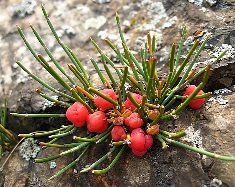 Изображение особи Ephedra monosperma.