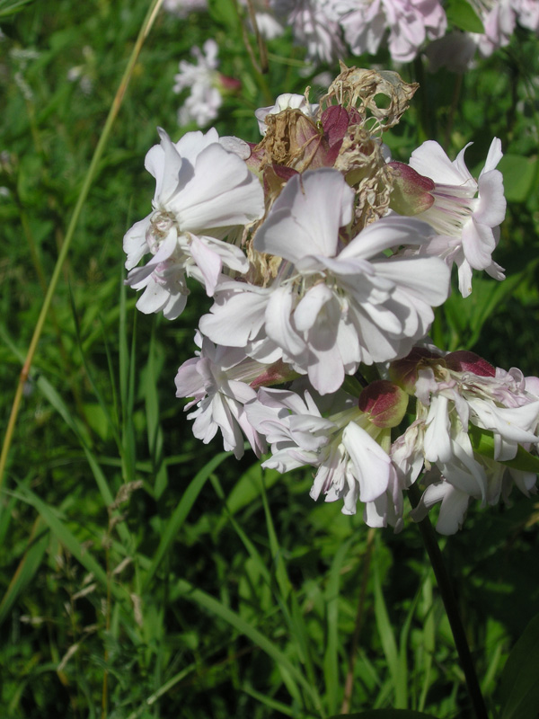 Image of Saponaria officinalis f. pleniflora specimen.