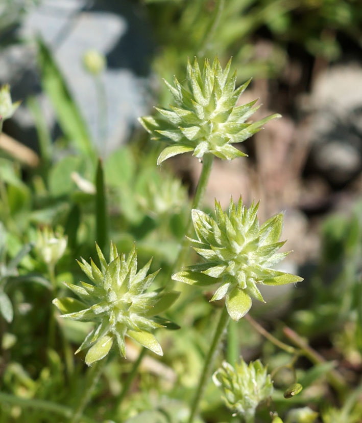 Изображение особи Ceratocephala orthoceras.