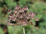 Allium taschkenticum