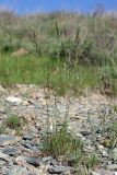 Poa bulbosa subspecies vivipara. Цветущее растение. Южный Казахстан, хр. Сырдарьинский Каратау, ущ. Карашасайсай. 03.05.2014.