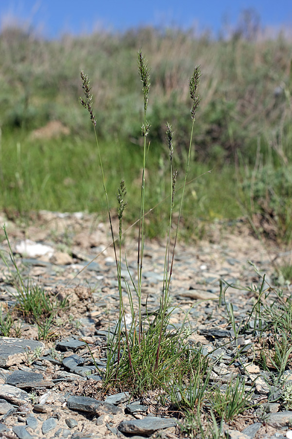 Image of Poa bulbosa ssp. vivipara specimen.