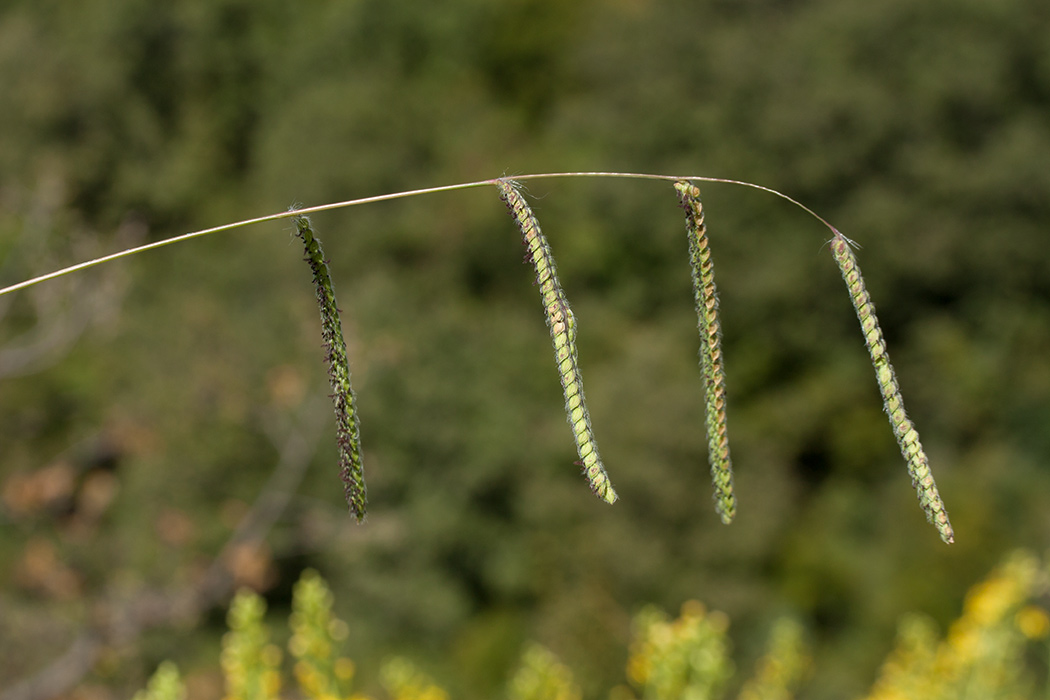 Изображение особи Paspalum dilatatum.