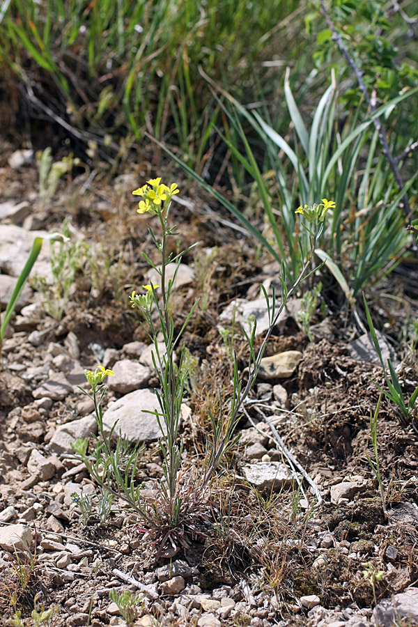 Image of Erysimum canescens specimen.