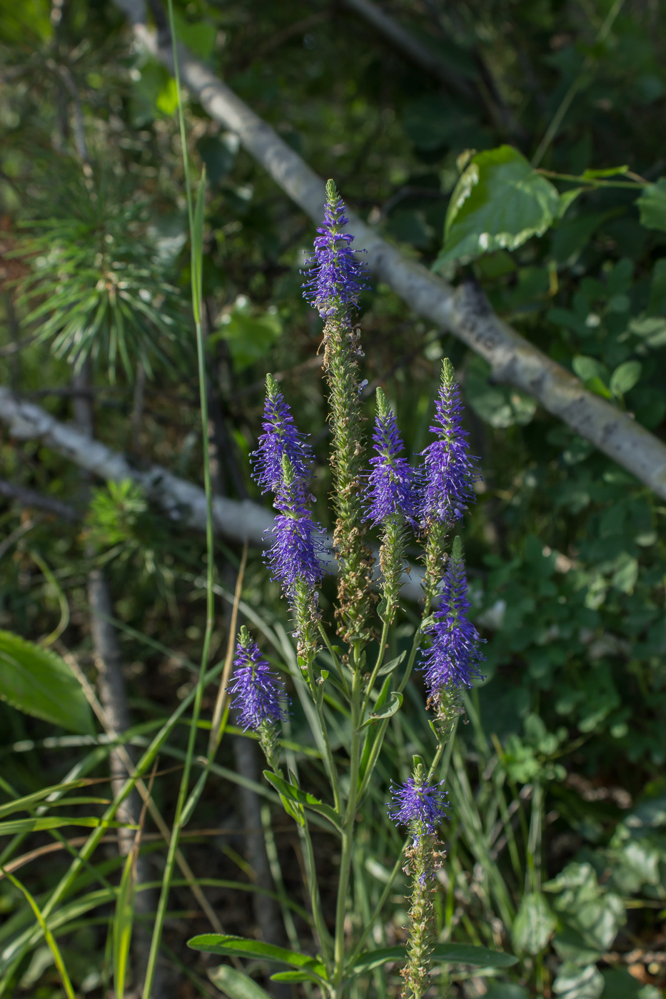 Изображение особи Veronica spicata.