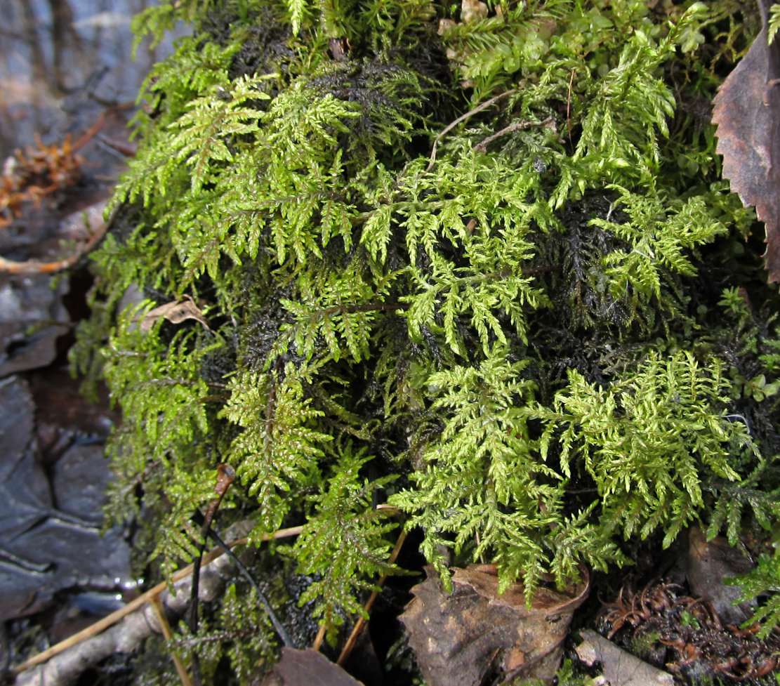 Image of Hylocomium splendens specimen.