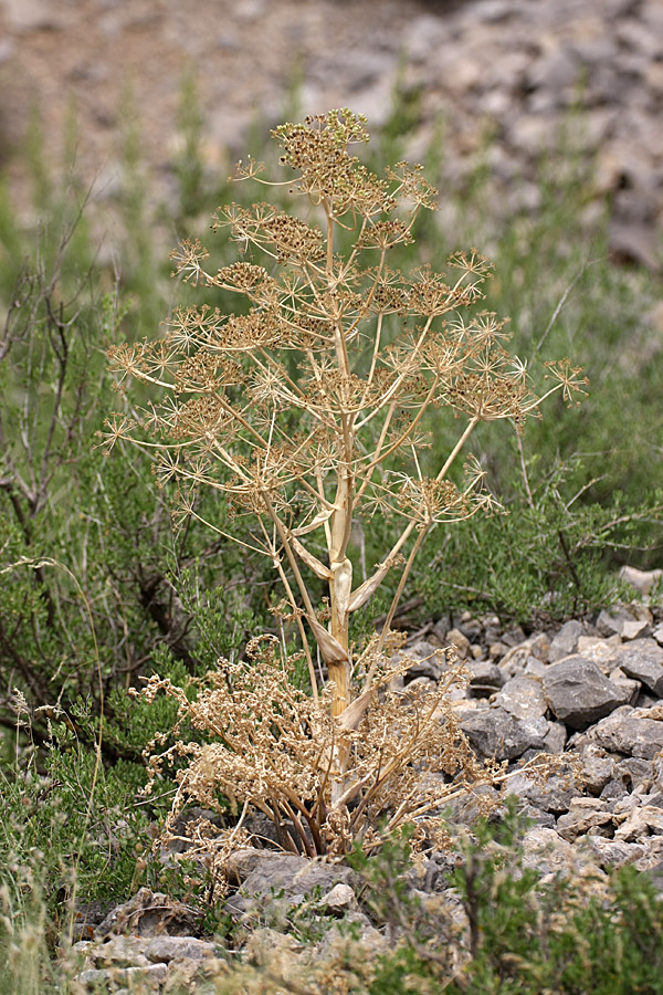 Image of Ferula samarkandica specimen.