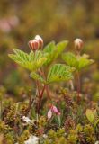 Rubus chamaemorus