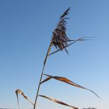 Phragmites australis