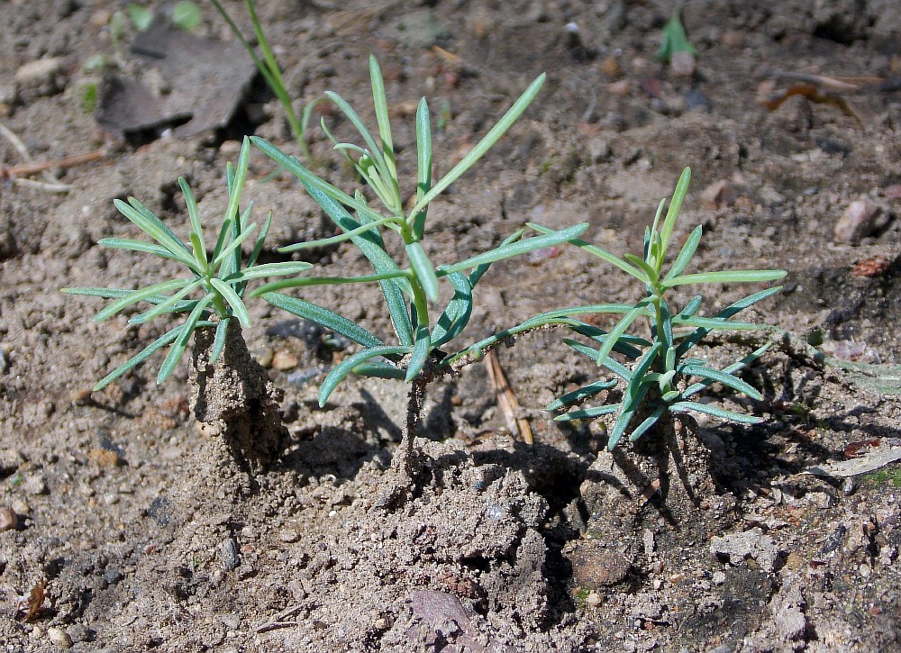 Image of Abies concolor specimen.