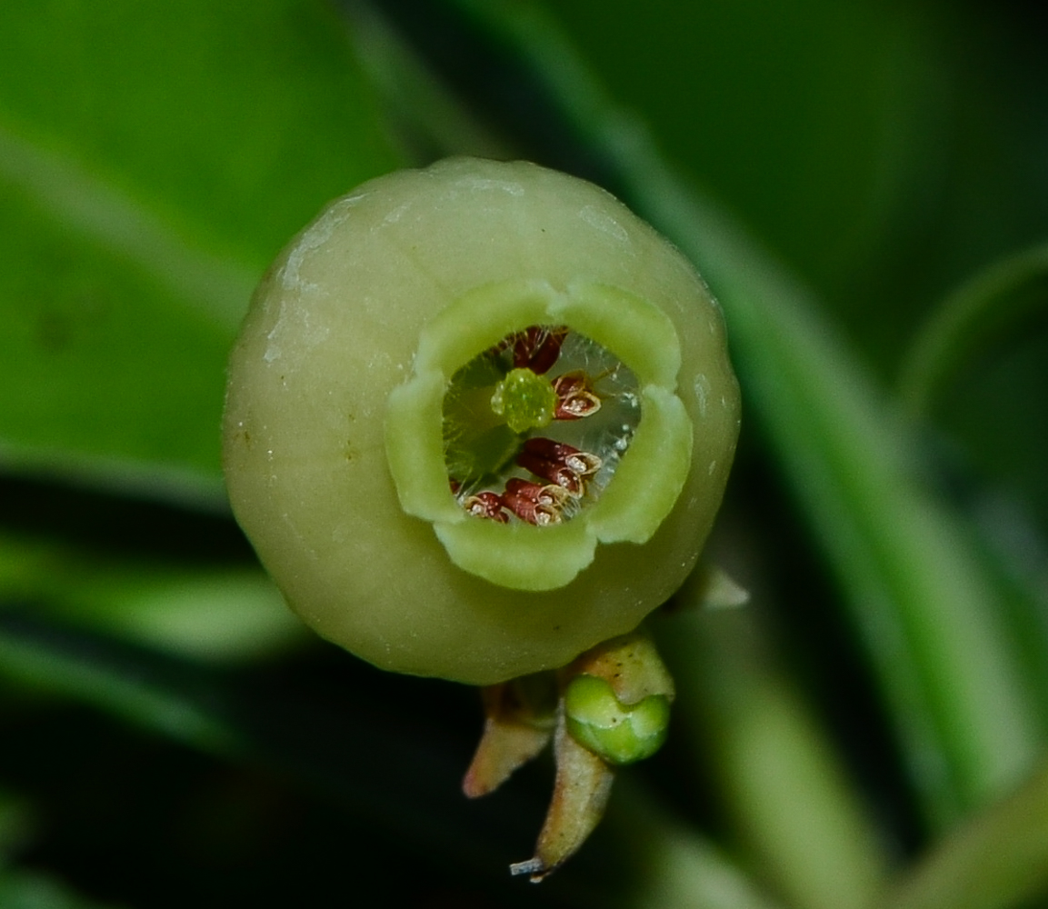 Image of Arbutus unedo specimen.