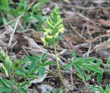 Corydalis marschalliana. Цветущее растение. Узбекистан, г. Ташкент, Ботанический сад им. Ф.Н. Русанова. 15.03.2015.