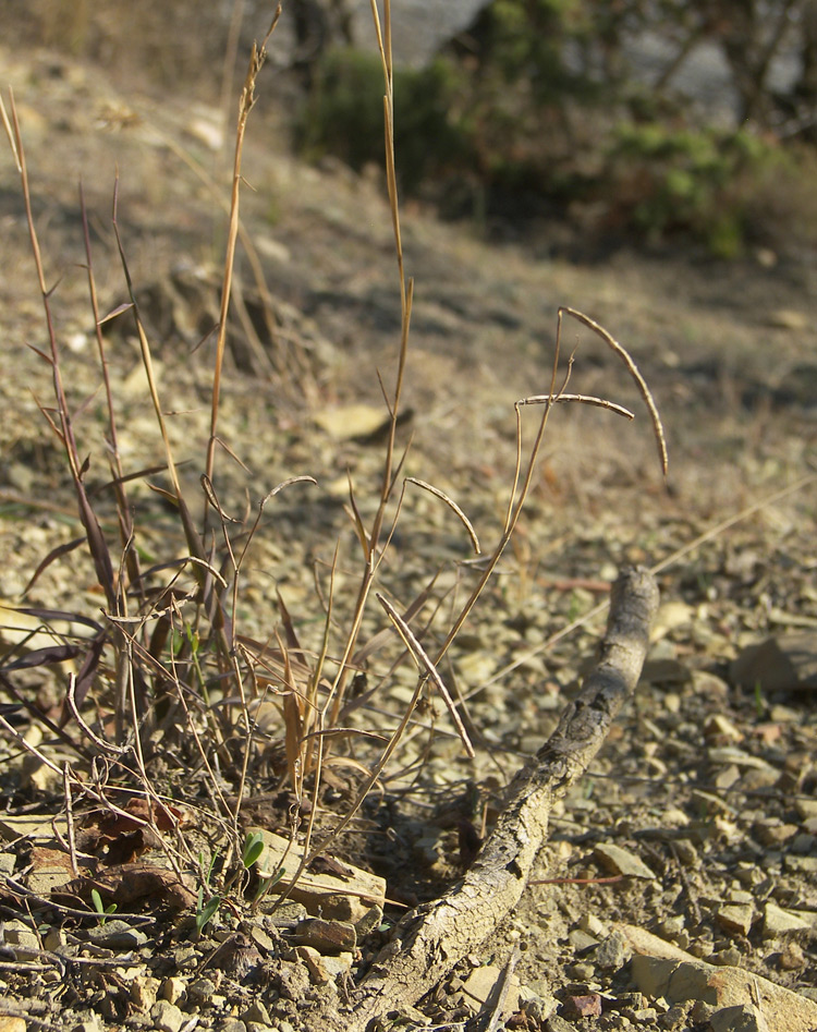 Image of Coronilla scorpioides specimen.