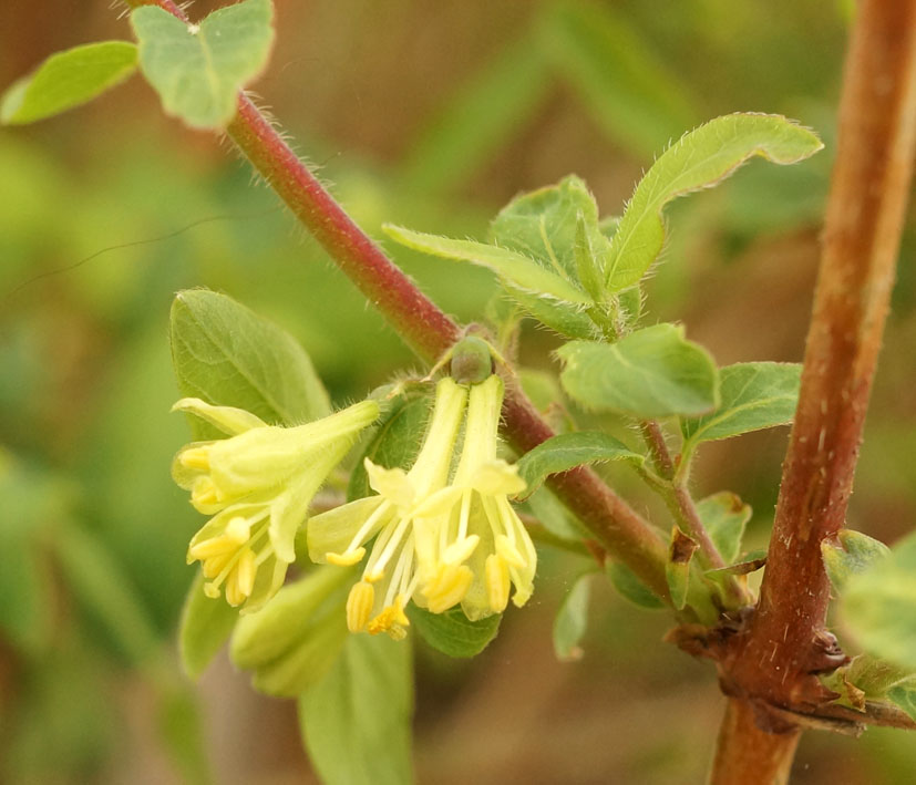 Image of Lonicera altmannii specimen.