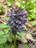 Corydalis solida. Соцветие. Украина, Днепропетровская обл., балка в верховьях р. Самоткань. 04.04.2009.