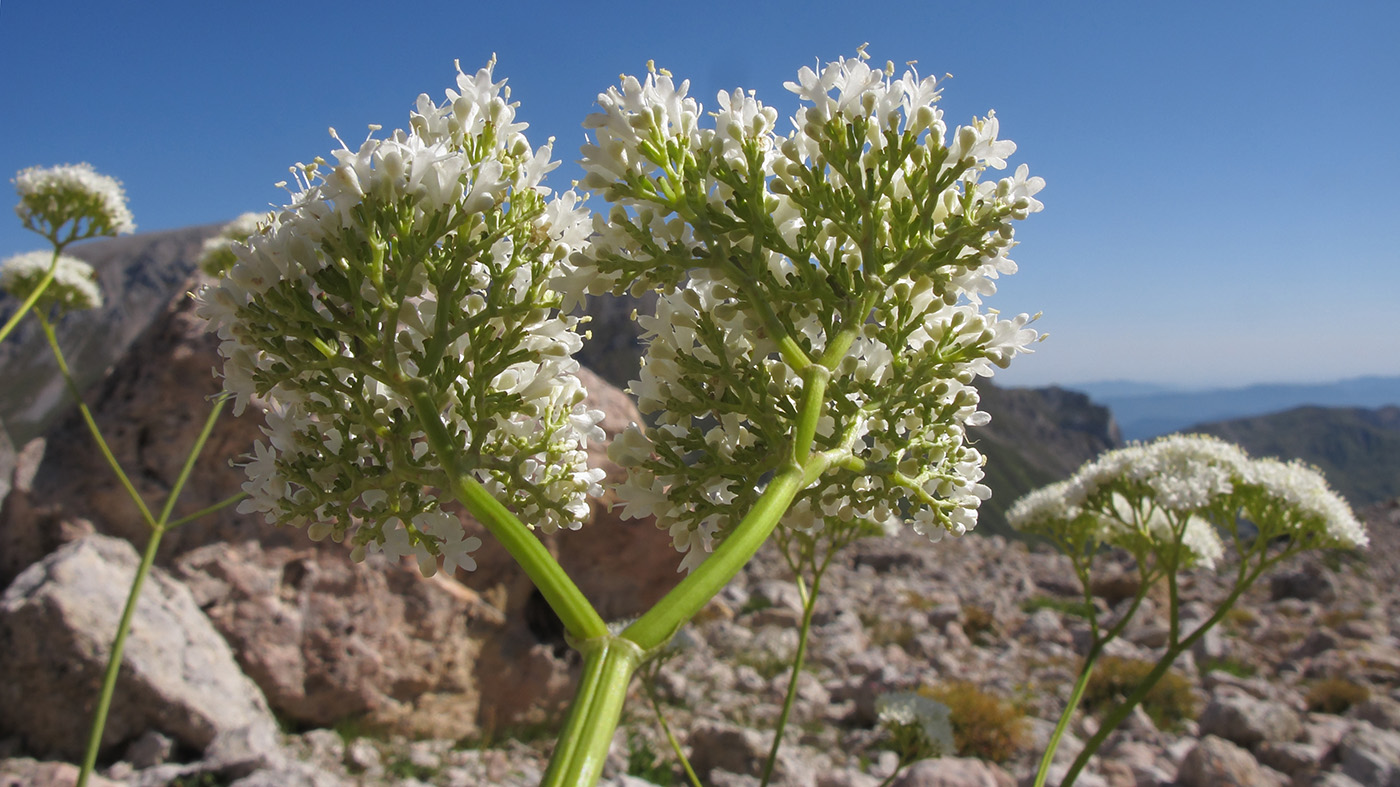 Изображение особи Valeriana alliariifolia.