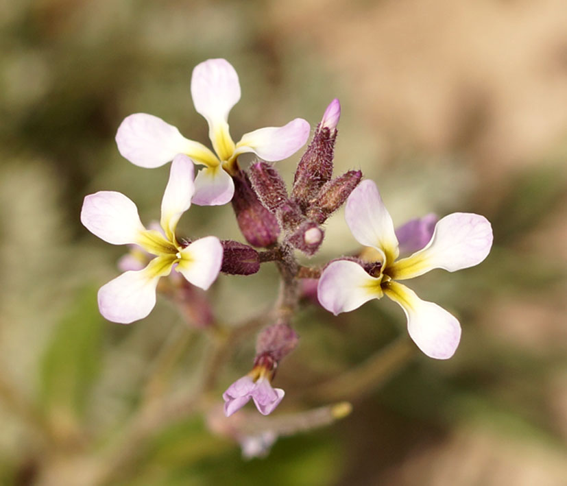 Изображение особи Strigosella africana.