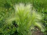 Смотреть изображение Hordeum jubatum