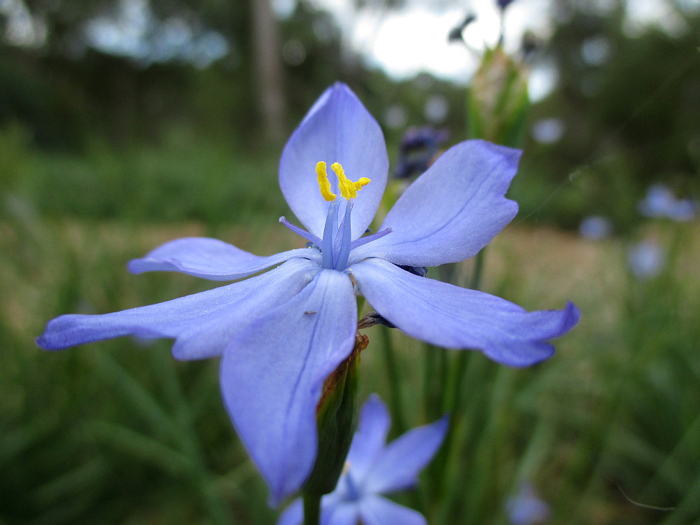 Image of Orthrosanthus multiflorus specimen.