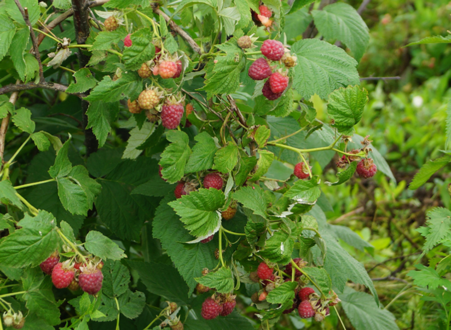 Image of Rubus idaeus specimen.