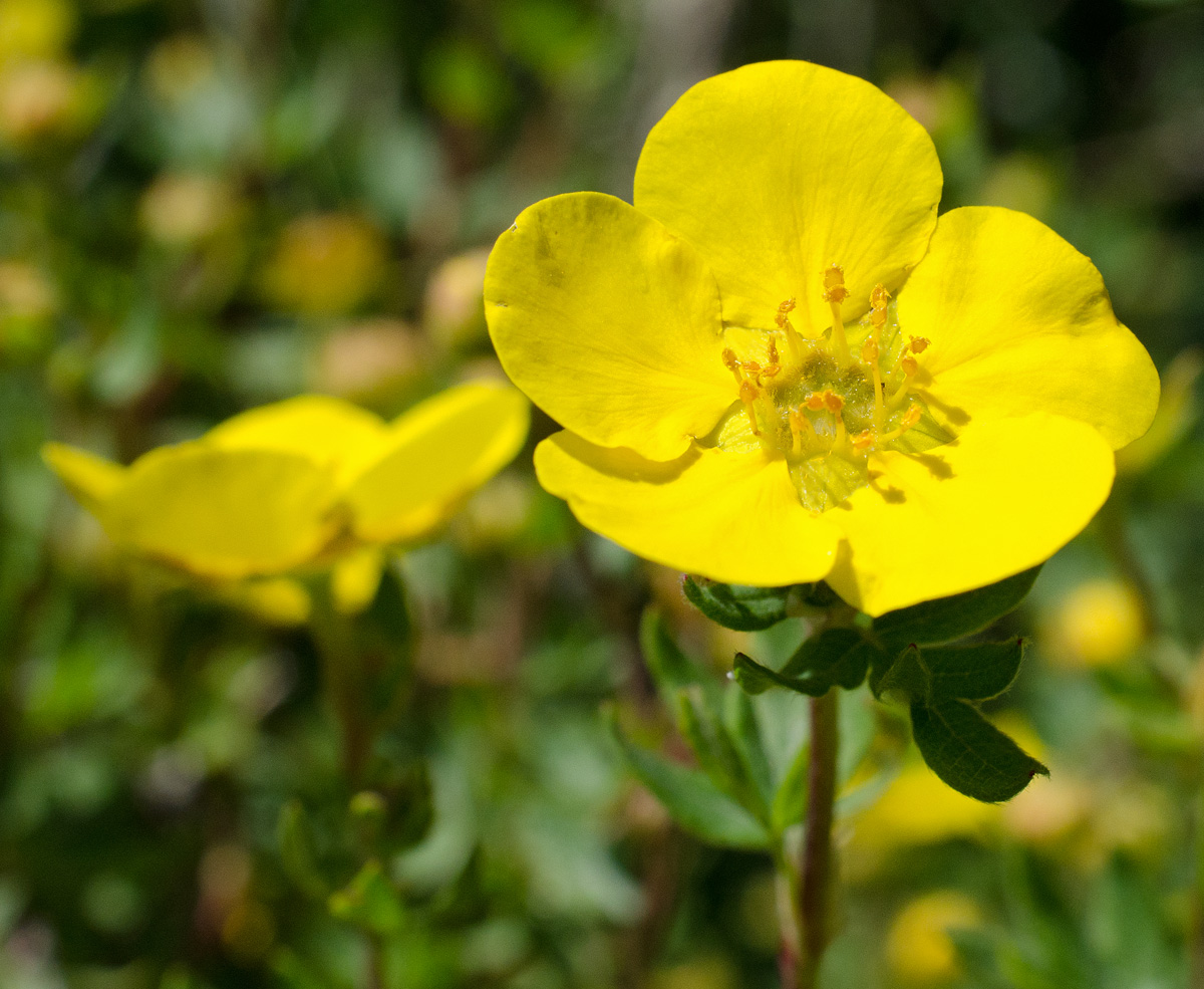 Изображение особи Dasiphora fruticosa.