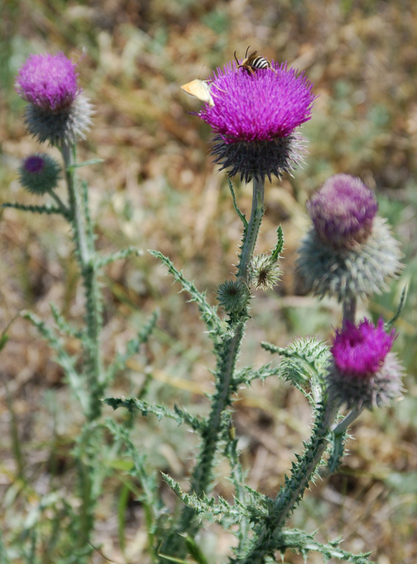 Image of Carduus uncinatus specimen.