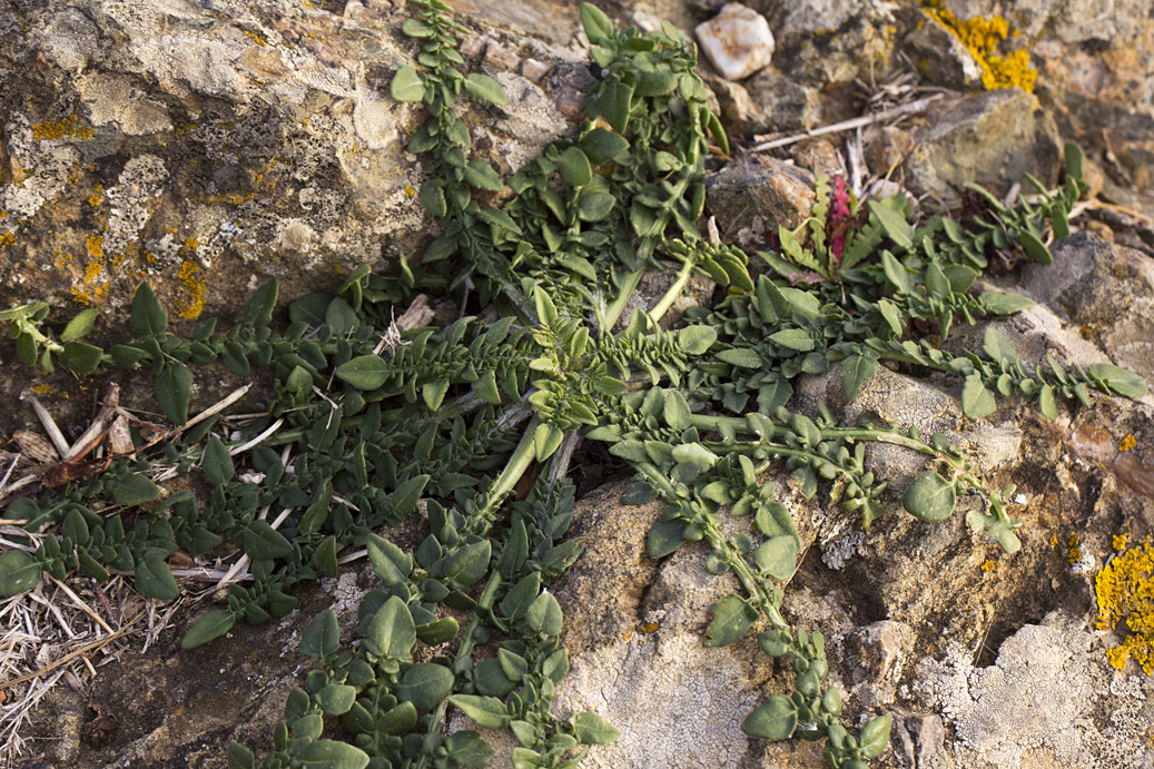 Изображение особи Centaurea raphanina ssp. mixta.