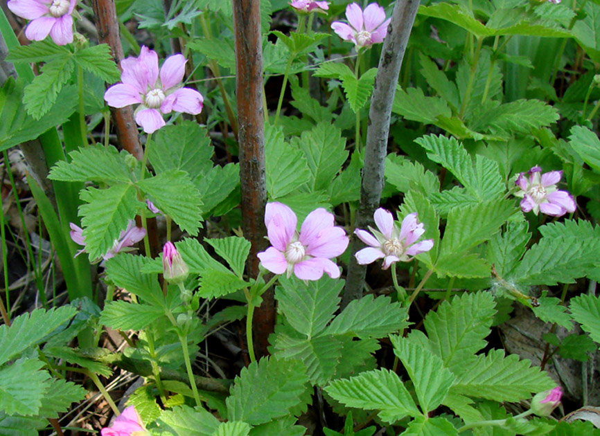 Image of Rubus arcticus specimen.