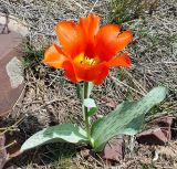 Tulipa greigii