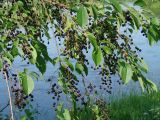 Изображение особи. Автор - Людмила Паламарчук