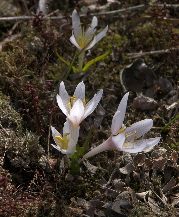 Image of Colchicum zangezurum specimen.