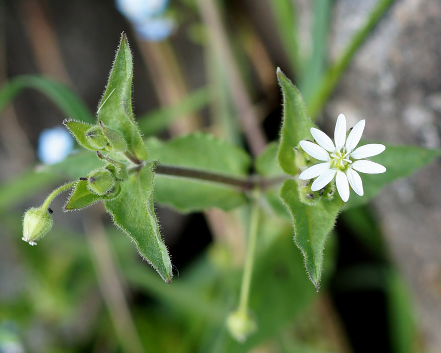 Изображение особи Myosoton aquaticum.