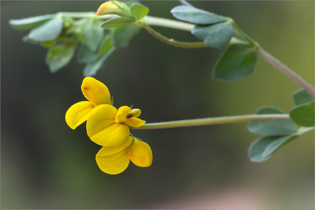 Изображение особи Lotus corniculatus.