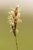 Carex praecox