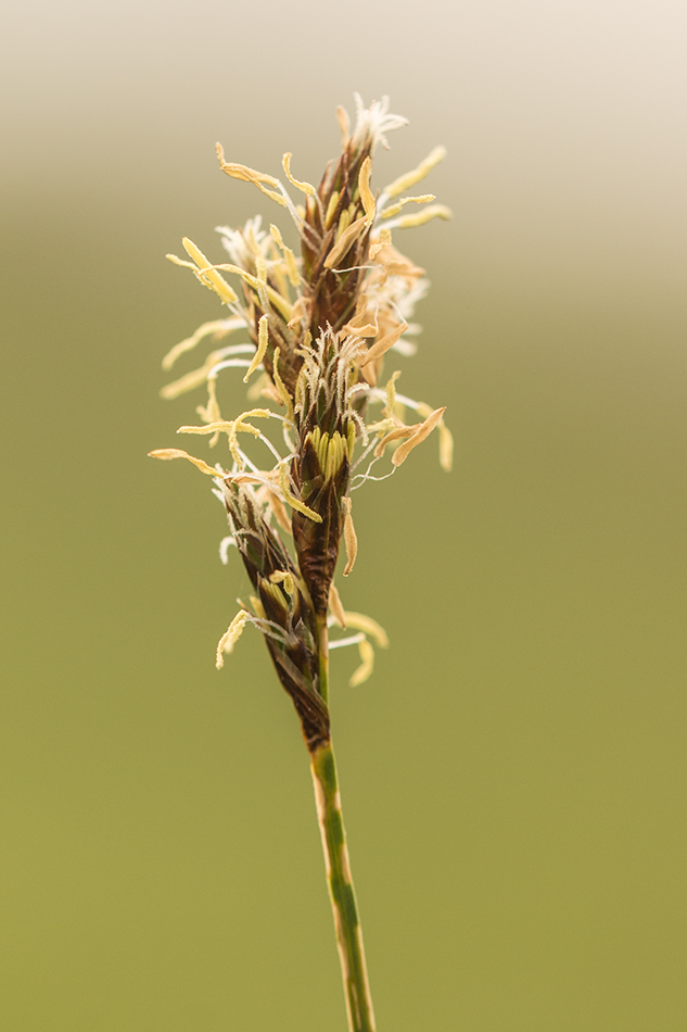 Изображение особи Carex praecox.