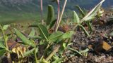 Anthyllis lachnophora