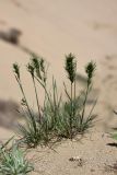 Poa bulbosa ssp. vivipara