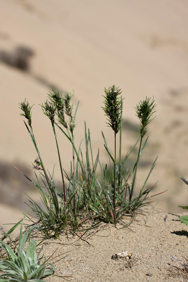 Изображение особи Poa bulbosa ssp. vivipara.