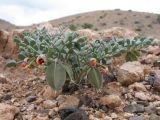 Zygophyllum kegense. Цветущее и плодоносящее растение. Казахстан, Сев. Тянь-Шань, левый берег р. Чарын на входе в хр. Торайгыр, ур. Куртогай. 22 апреля 2016 г.