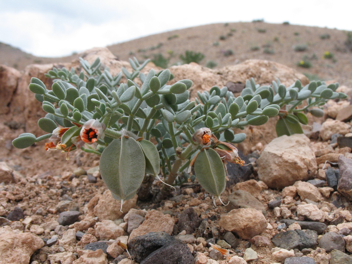 Image of Zygophyllum kegense specimen.