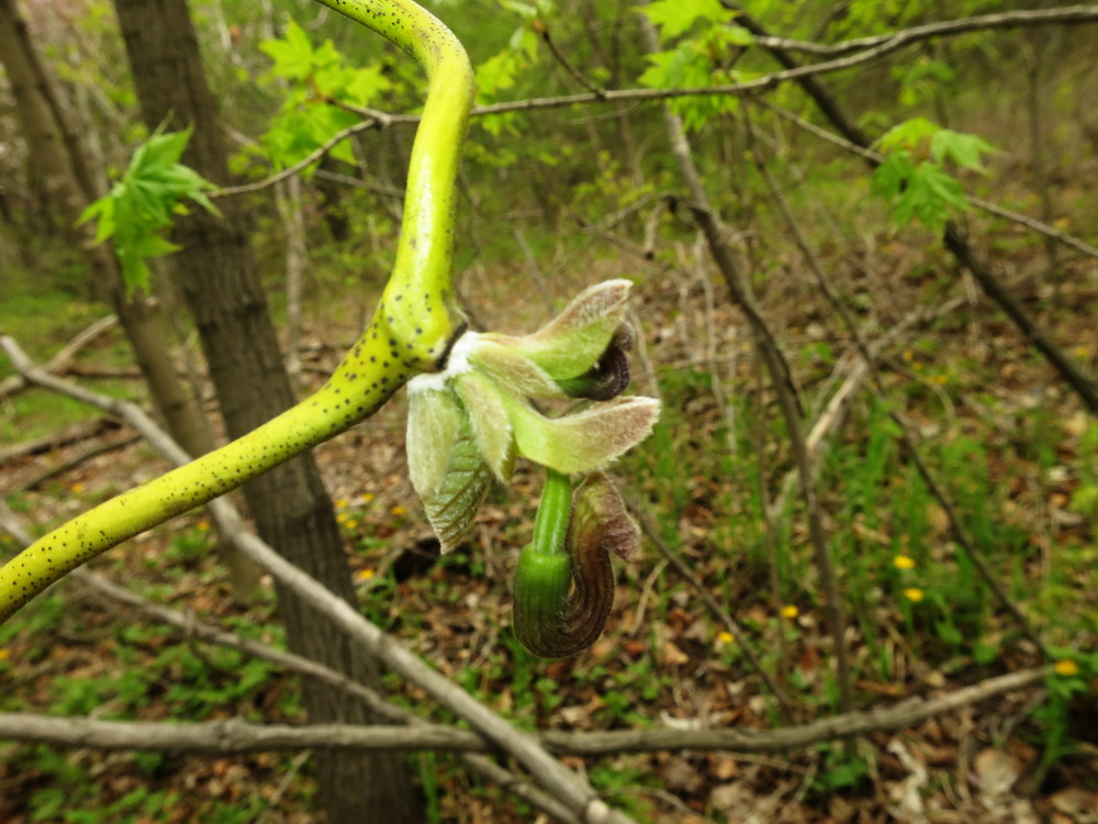 Image of Aristolochia manshuriensis specimen.