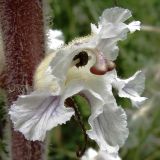 Orobanche crenata. Цветок. Испания, автономное сообщество Каталония, провинция Жирона, комарка Баш Эмпорда, муниципалитет Калонже, обочина полевой дороги вдоль реки. 16.05.2016.