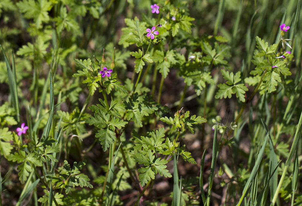 Изображение особи Geranium robertianum.